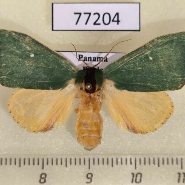 Notodontiidae Rosema drucei f Panama