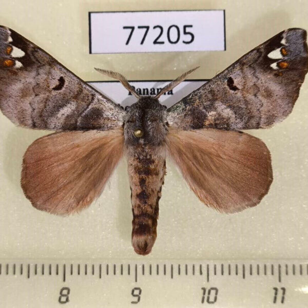Apatelodidae Pantelodes centralamericana Panama
