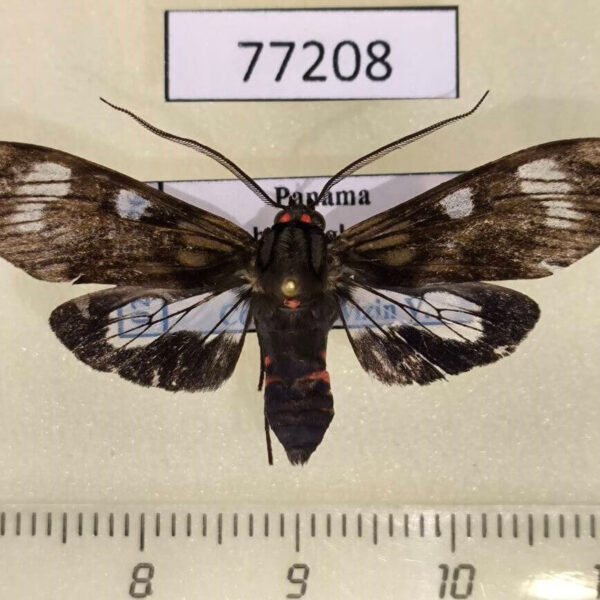 Arctiidae Episcepsis demonis Panama