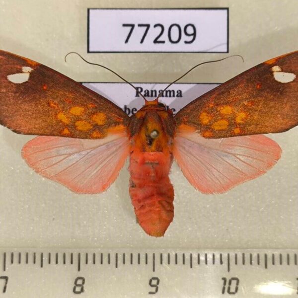 Arctiidae Melese amastris Panama