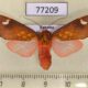 77209p Arctiidae Melese amastris Panama $12