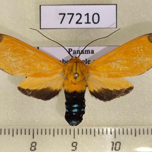 Arctiidae Ormetica sicilia Panama
