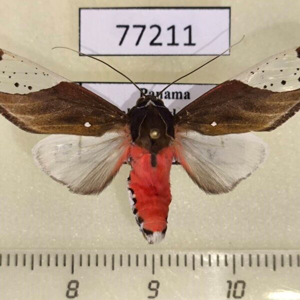 Arctiidae Bertholdia fumida Panama