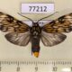 77212p Arctiidae Theages flavicaput Panama $7