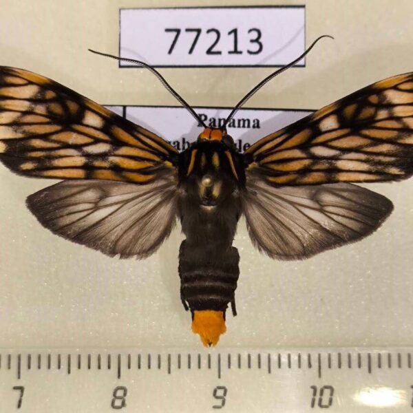 Arctiidae Theages flavicaput Panama