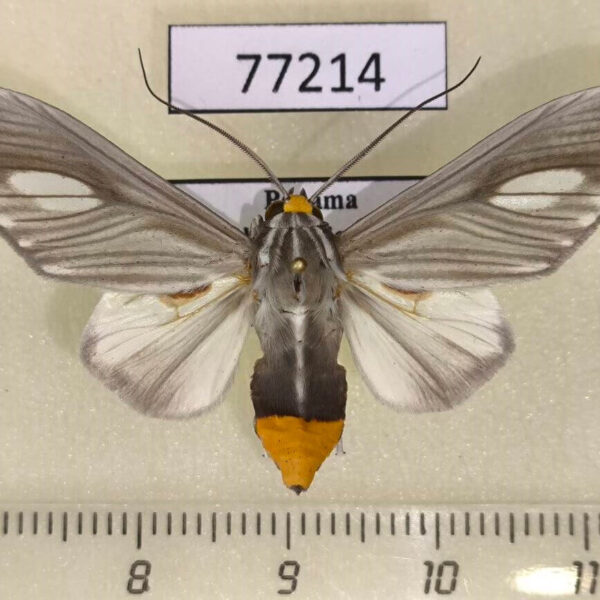Arctiidae Robinsonia mera Panama