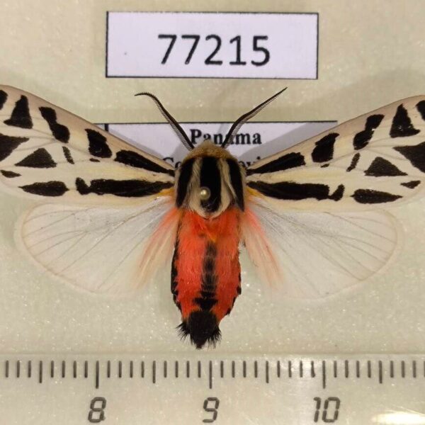 Arctiidae Apantesis proxima Panama