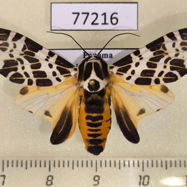 Arctiidae Hypercompe laeta Panama