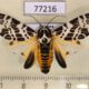 77216p Arctiidae Hypercompe laeta Panama $12