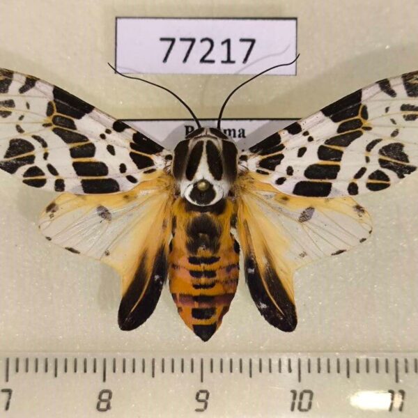 Arctiidae Hypercompe laeta Panama
