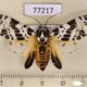 77217p Arctiidae Hypercompe laeta Panama $10