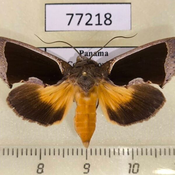 Noctuidae Gonodonta sinaldus Panama