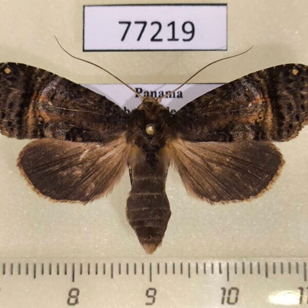 Noctuidae Acanthodica sp. f Panama