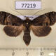 77219p Noctuidae Acanthodica sp. f Panama $10