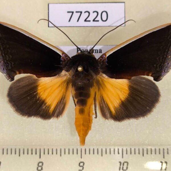 Noctuidae Gonodonta holosericea Panama