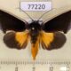 77220p Noctuidae Gonodonta holosericea Panama $9