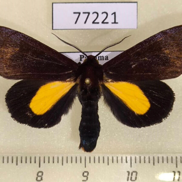 Noctuidae Gerra sp. Panama