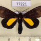 77221p Noctuidae Gerra sp. Panama $18