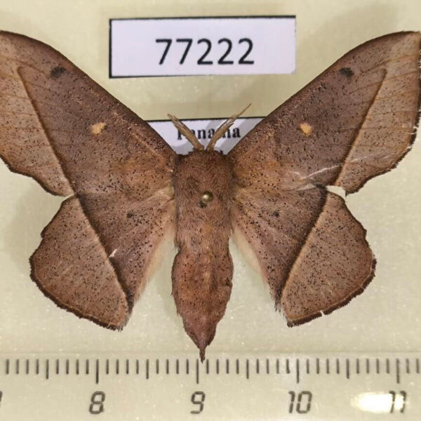 Mimallonidae Druentica partha f Panama