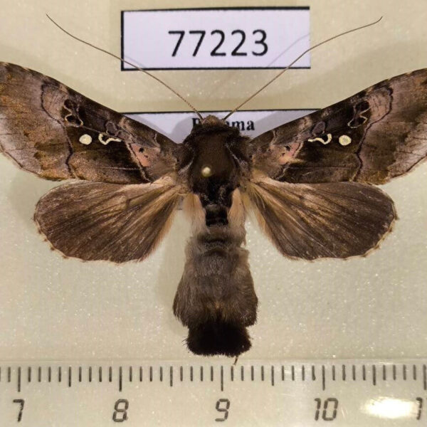 Noctuidae Agrapha nigra Panama