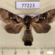 77223p Noctuidae Agrapha nigra Panama $18