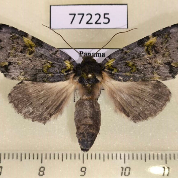 Notodontiidae Luca livida f Panama