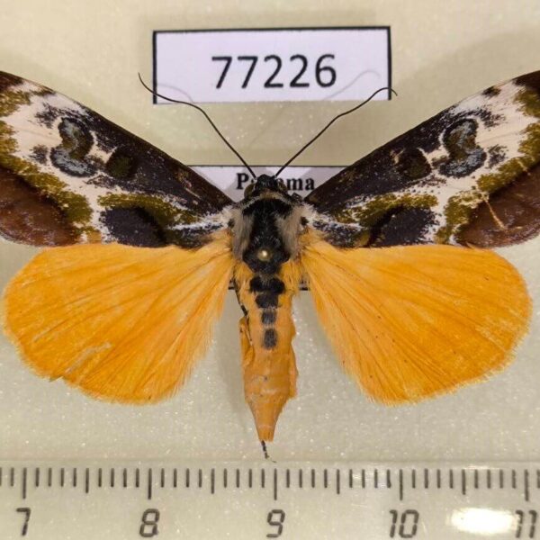 Noctuidae Epithisanotia sanctijohannis Panama
