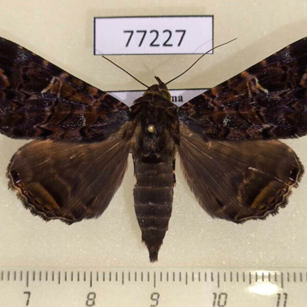 Noctuidae Hypogrammodes pacifica Panama