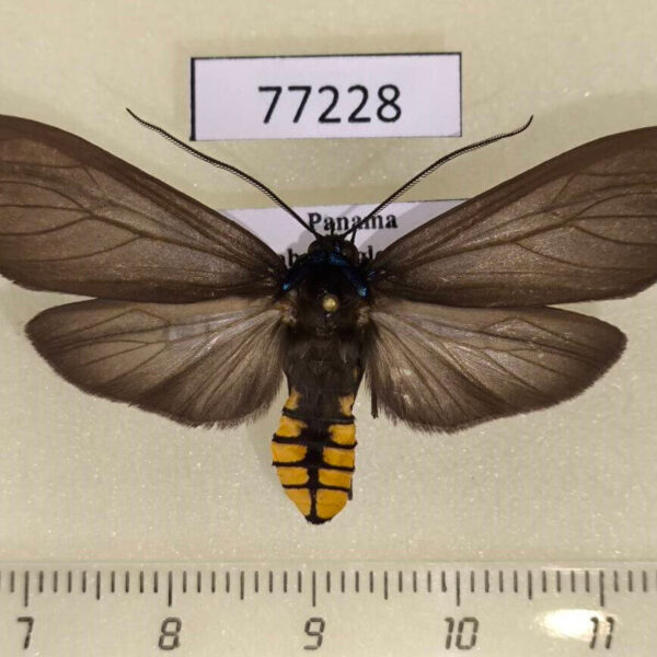 Arctiidae Opharus procroides Panama