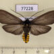 77228p Arctiidae Opharus procroides Panama $12