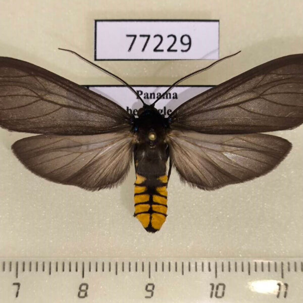 Arctiidae Opharus procroides Panama