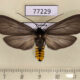 77229p Arctiidae Opharus procroides Panama $12