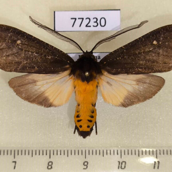 Arctiidae Sychesia dryas Panama