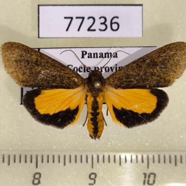 Arctiidae Virbia mentiens Panama