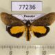 77236p Arctiidae Virbia mentiens Panama $12