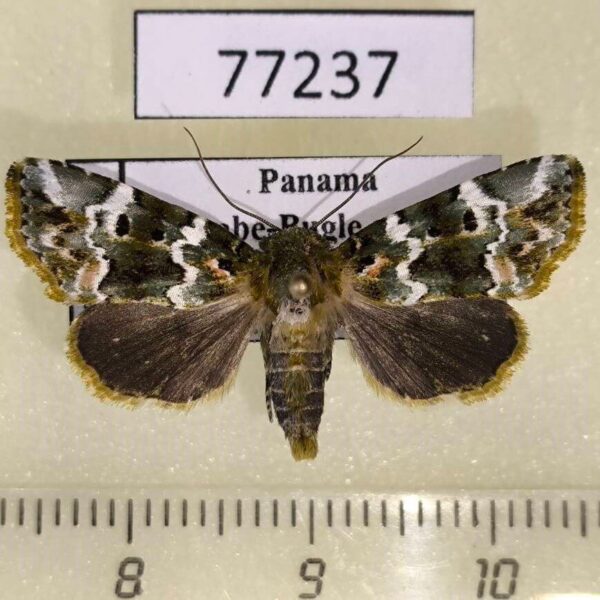 Noctuidae Chytonix elegans f Panama