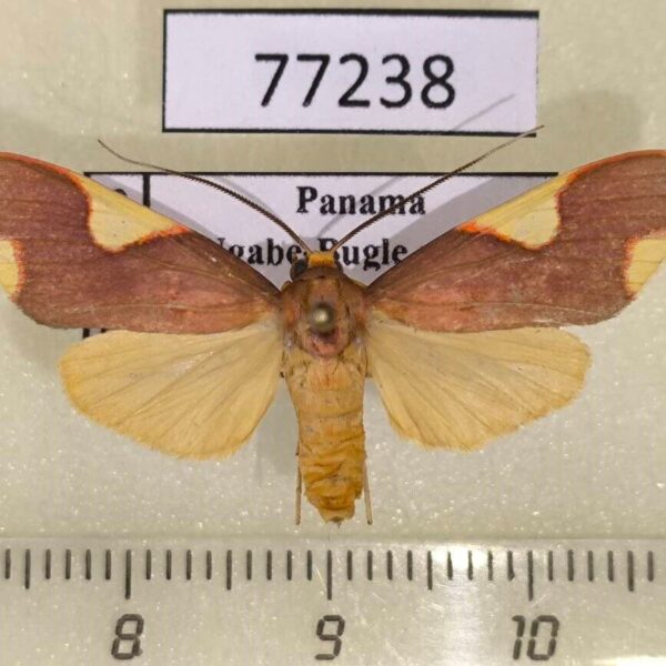 Arctiidae Trichromia brueckneri Panama