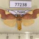 77238p Arctiidae Trichromia brueckneri Panama $9