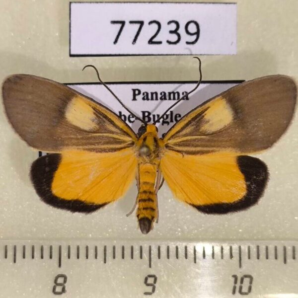Notodontiidae Pseudoricia flavizoma Panama