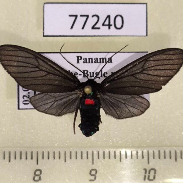 Arctiidae Saurita diffusa f Panama
