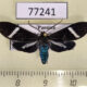 77241p Arctiidae Aclytia albistriga Panama $13