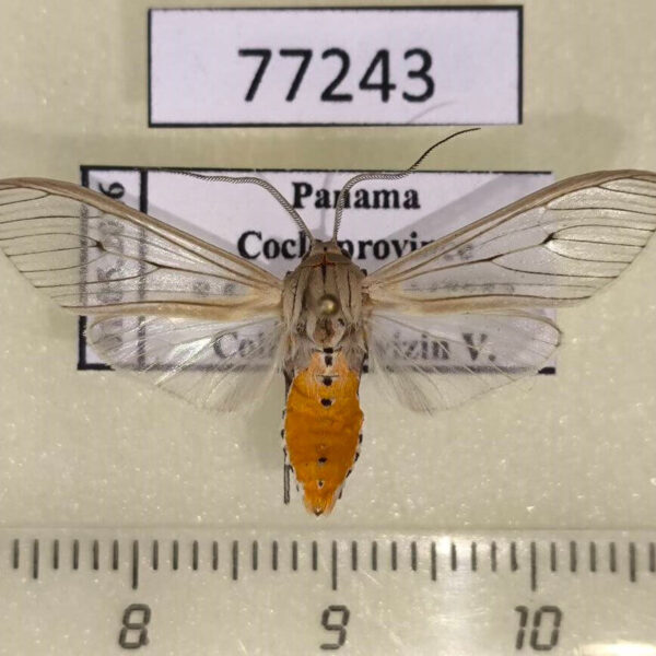 Arctiidae Agaraea semivitrea Panama