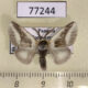 77244p Megalopygidae Mesoscia dumilla Panama $12