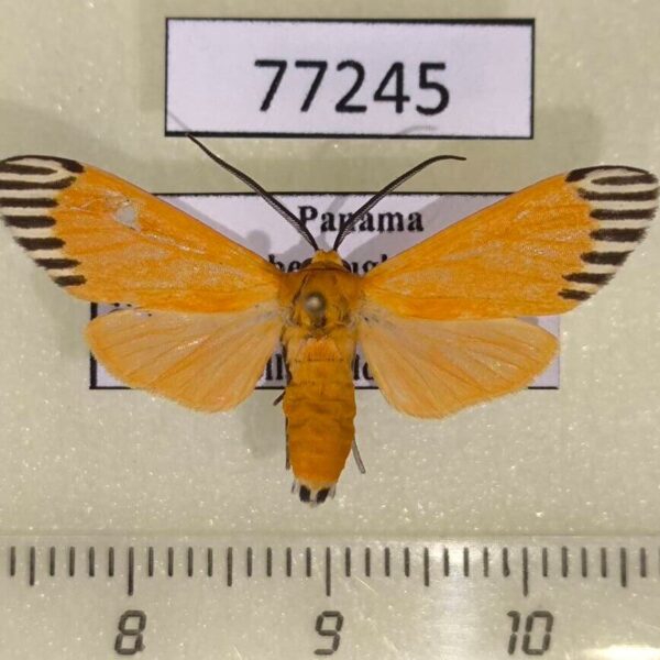 Arctiidae Uranophora walkeri Panama