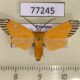 77245p Arctiidae Uranophora walkeri Panama $10