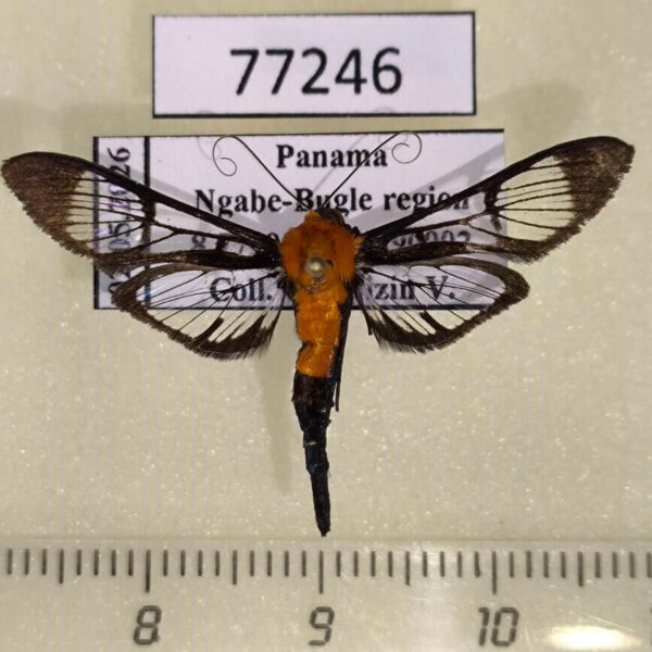 Crambidae Trichaea pilicornis Panama