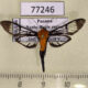 77246p Crambidae Trichaea pilicornis Panama $9