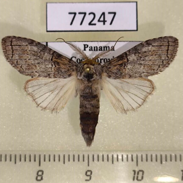 Notodontiidae Notoplusia eunoteloides Panama