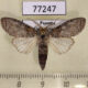 77247p Notodontiidae Notoplusia eunoteloides Panama $8