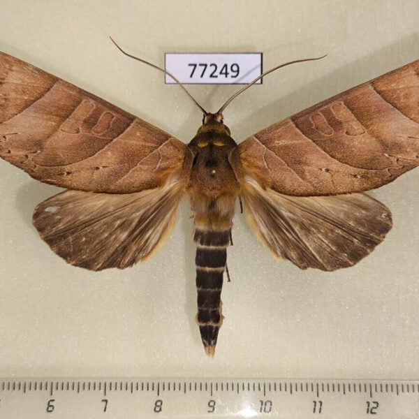 Notodontiidae Hapigia denhezi Panama